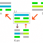 li_entwicklung